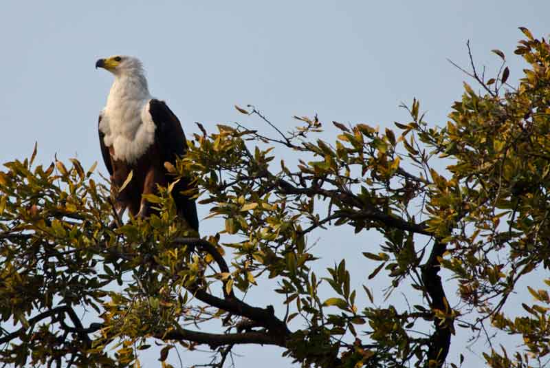 Águila - parque nacional de Chobe - Botswana 1